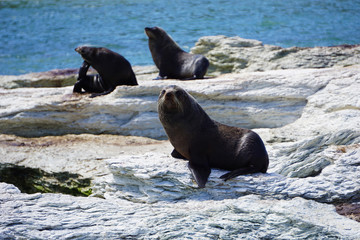 Three fur seals on the coast