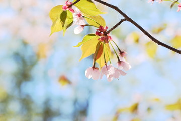 桜
