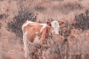 Vacas en el campo caminando entre la hierba