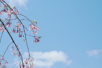桜