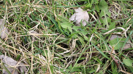 grass