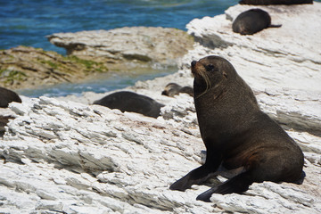Fototapeta premium Seals resting out of the water