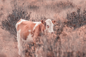 Vacas en el campo caminando entre la hierba