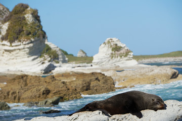 Fototapeta premium Seal sleeping on a rock