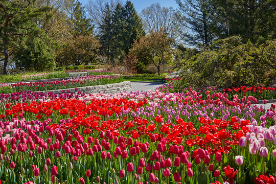 Tulips in red, magenta, pink, white, purple growing in garden blooming in early spring