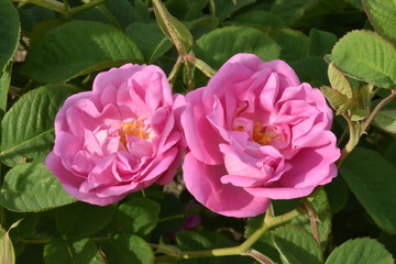 rose centifolia 