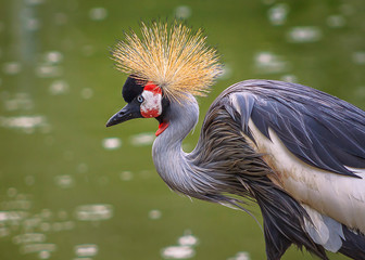 Closeup picture of a Grey Crowned Crane