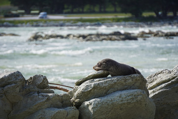 Young fur seal