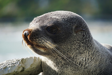 Naklejka premium Closeup of a seal's face