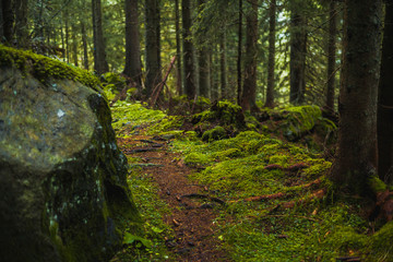 View of a pathway in the forest, Paneveggio Natural Park, Dolomites, Trentino Alto Adige, Italy