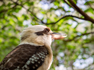 Close up side profile of a Kookaburra against an outdoor blue and green background
