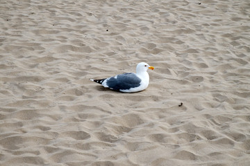 seagull on the sand