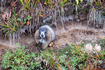 beaver in the forest
