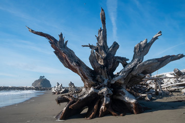 dead tree on the beach