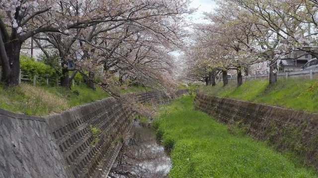 Spring Cherry Blossom lined canal in Shiga Japan