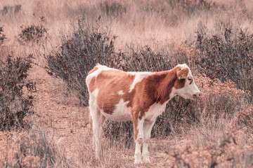 Vacas en el campo caminando entre la hierba