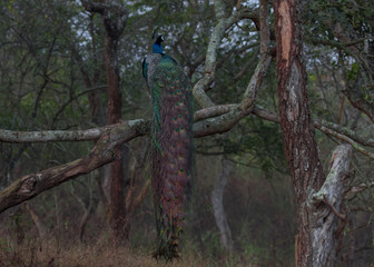 Stunning back pose of a beautiful peafowl or peacock sitting on a single branch of tree with awesome colors of peacock feather. Captured from jungle.