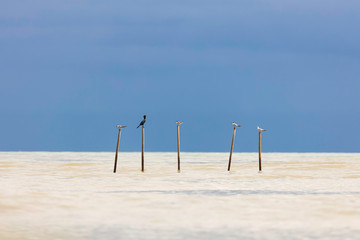 Seabirds perch on bamboo poles that fishermen set up for observation in shallow water.