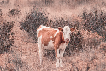 Vacas en el campo caminando entre la hierba
