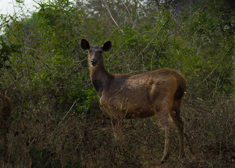 Sambar Deer in very beautiful jungle habitat ambiance.