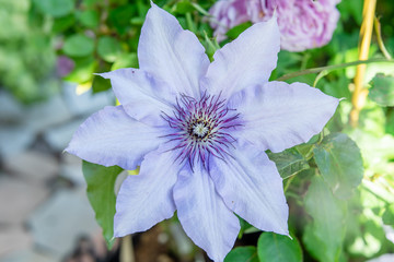 クレマチス　ザファーストレディのアップ　'The First Lady'　パテンス系