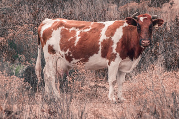 Vacas en el campo caminando entre la hierba