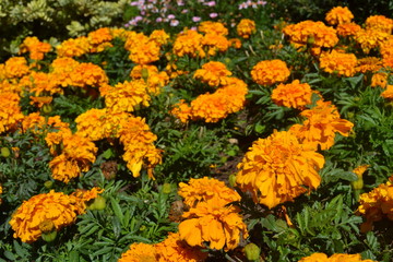 Bunch of orange flowers in the park