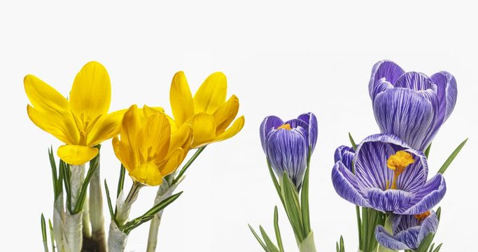 Timelapse of yellow and blue crocus flowers blooming on white background