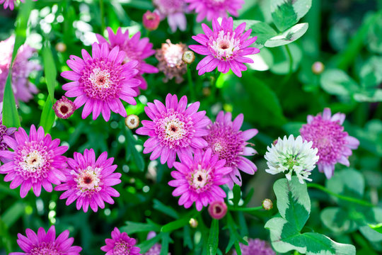 ボンザマーガレット Images Browse 11 Stock Photos Vectors And Video Adobe Stock