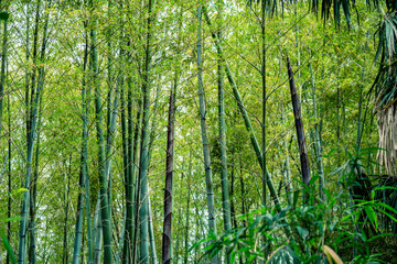 Fototapeta na wymiar 新しい若竹　成長した竹の子　たけのこ　竹林