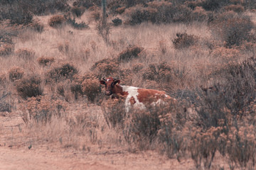 Vacas en el campo caminando entre la hierba