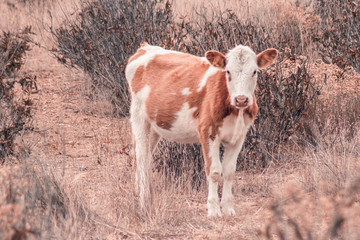Vacas en el campo caminando entre la hierba