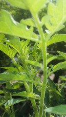 tomato leaves