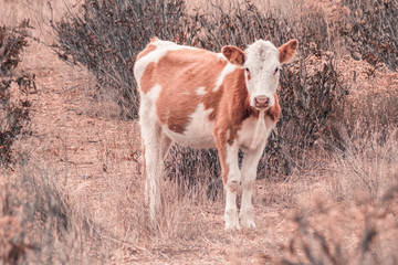 Vacas en el campo caminando entre la hierba