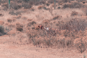 Vacas en el campo caminando entre la hierba