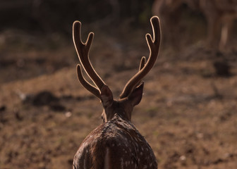 The chital, also known as spotted deer, chital deer, and axis deer, photographed from behind with...
