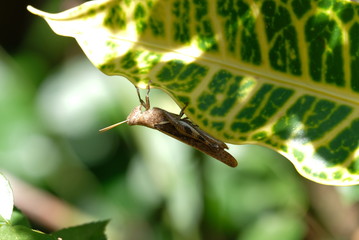 grasshopper on a leaf