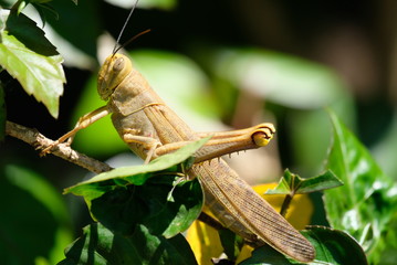 grasshopper on a leaf