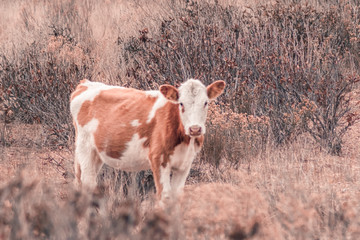 Vacas en el campo caminando entre la hierba