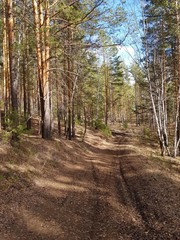 Countryside dirt road in the forest
