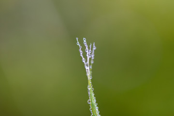 Fototapeta premium 雨の公園に水滴を付いている草