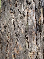 Bark on a tree trunk