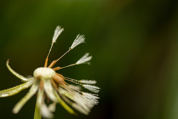 夏の公園に水滴がついている蒲公英