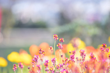 Obraz na płótnie Canvas Close-up Of Pink Flowering Plant