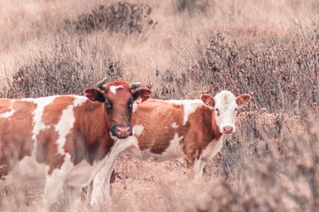 Vacas en el campo caminando entre la hierba