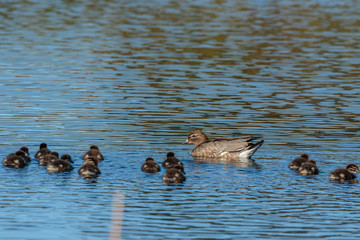 Australian Wood Ducks and ducklings on a dam