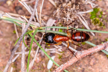 Banded Sugar Ant crawling on the ground