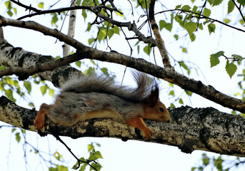 squirrel on tree