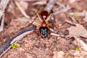 Banded Sugar Ant crawling on the ground