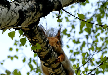 squirrel in tree
